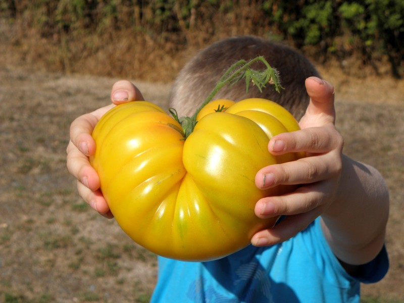 tomate-1-kilo