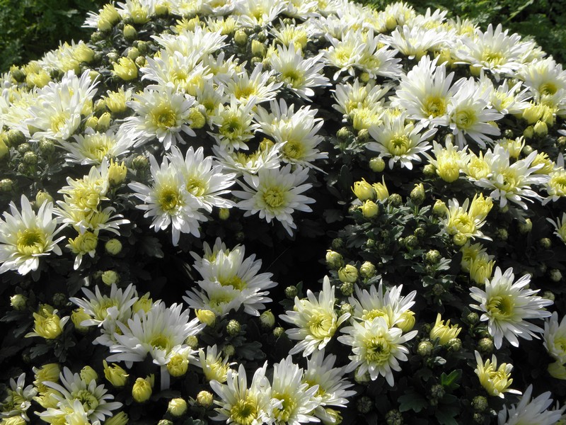 chrysantemes-blanc