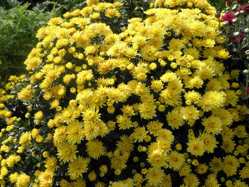 chrysantemes-jaune