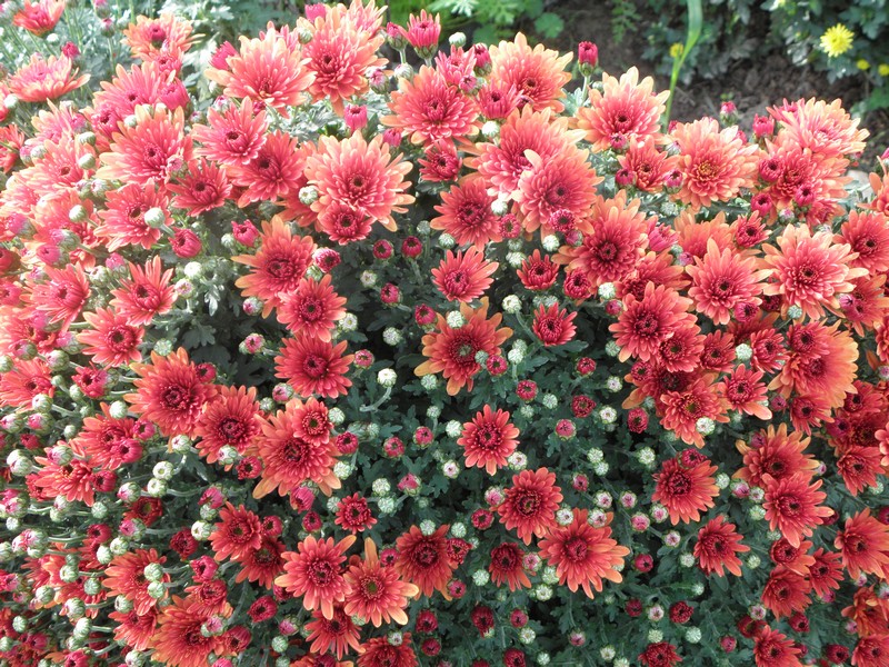 chrysantemes-rouge