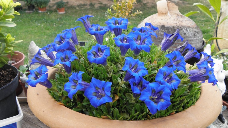 jardin-avril-gentianes-bleues