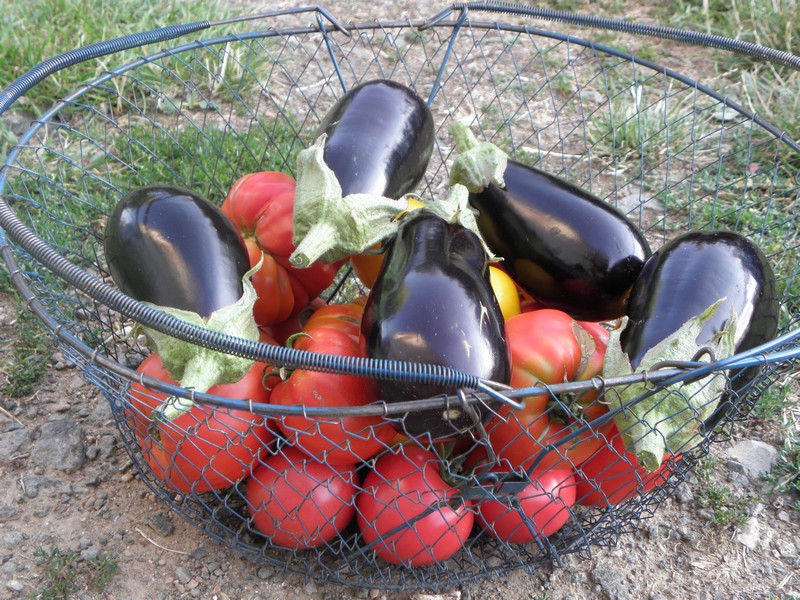 recolte-aubergine-tomates