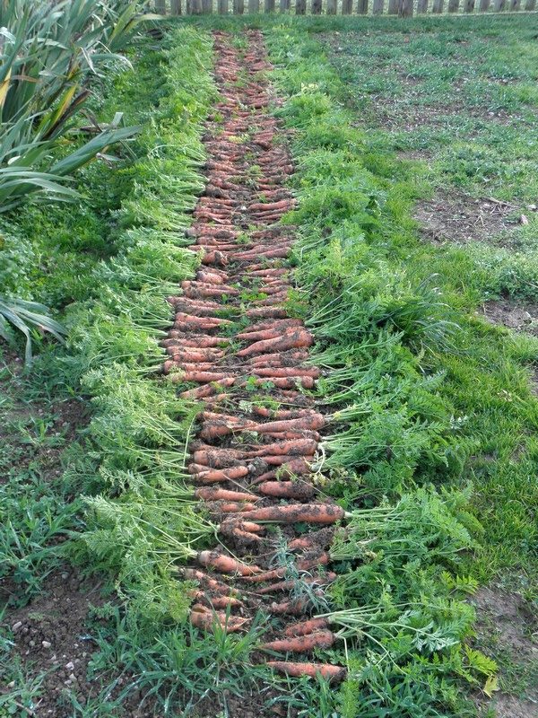 recolte-carottes