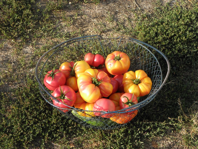 recolte-tomates